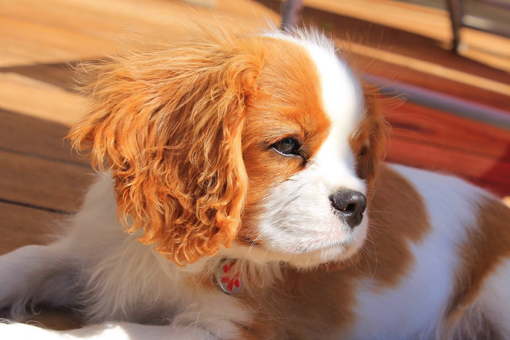 Ruby participe au concours pour gagner de l'argent avec cette photo : canidae, carnivore, cavalier, cavalier_king_charles_spaniel, companion_dog, dog, dog_breed, irish_red_and_white_setter, king_charles_spaniel, kooikerhondje, mammal, phalene, puppy, puppy_love, rare_breed_dog, snout, spaniel, sporting_group, toy_dog, vertebrate