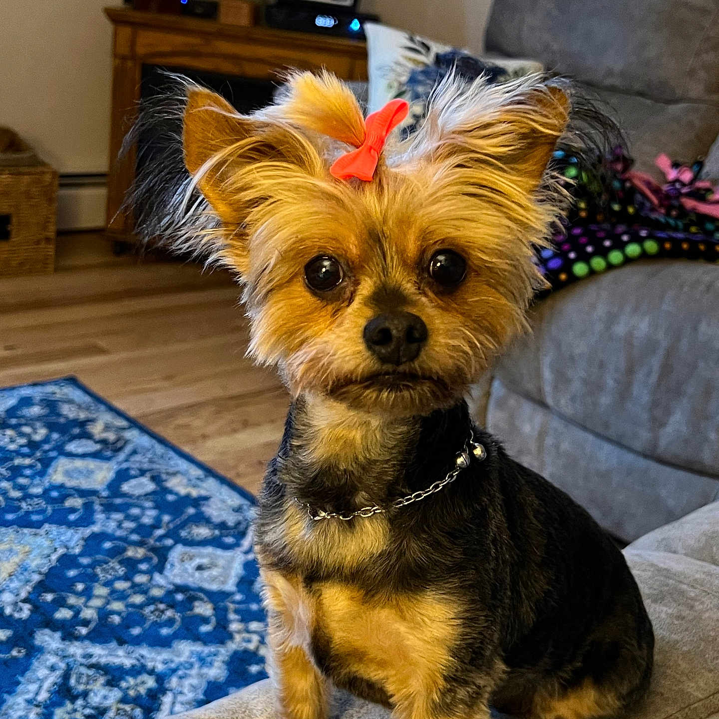 Lillie is registered to the contest to win money with this photo: animal, architecture, building, canine, computerhardware, couch, cushion, dog, electronics, furniture, hardware, homedecor, indoors, interiordesign, livingroom, monitor, pet, puppy, room, terrier