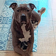 Minus participe au concours pour gagner de l'argent avec cette photo : dog, indoor, floor, tile, mat, pattern, brown, white, paw, crossed_legs, pet, animal, canine, relaxed, looking_at_camera, ears, snout, quiet, companion, domestic
