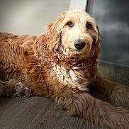 Aleah is registered to the contest to win money with this photo: big_eyes, companion, cozy, dog, doodle, fluffy, fur, gaze, goldendoodle, home_interior, indoor, lying_down, nose, paw, pet, portrait, shadow, soft_light, whiskers, wooden_floor