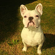 Miklo is registered to the contest to win money with this photo: animal, brown_spots, canine, companion, cute, daylight, dog, ears, fence, french_bulldog, grass, mammal, nature, outdoor, pet, portrait, shadow, sitting, sunlight, white_dog