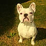 animal, brown_spots, canine, companion, cute, daylight, dog, ears, fence, french_bulldog, grass, mammal, nature, outdoor, pet, portrait, shadow, sitting, sunlight, white_dog
