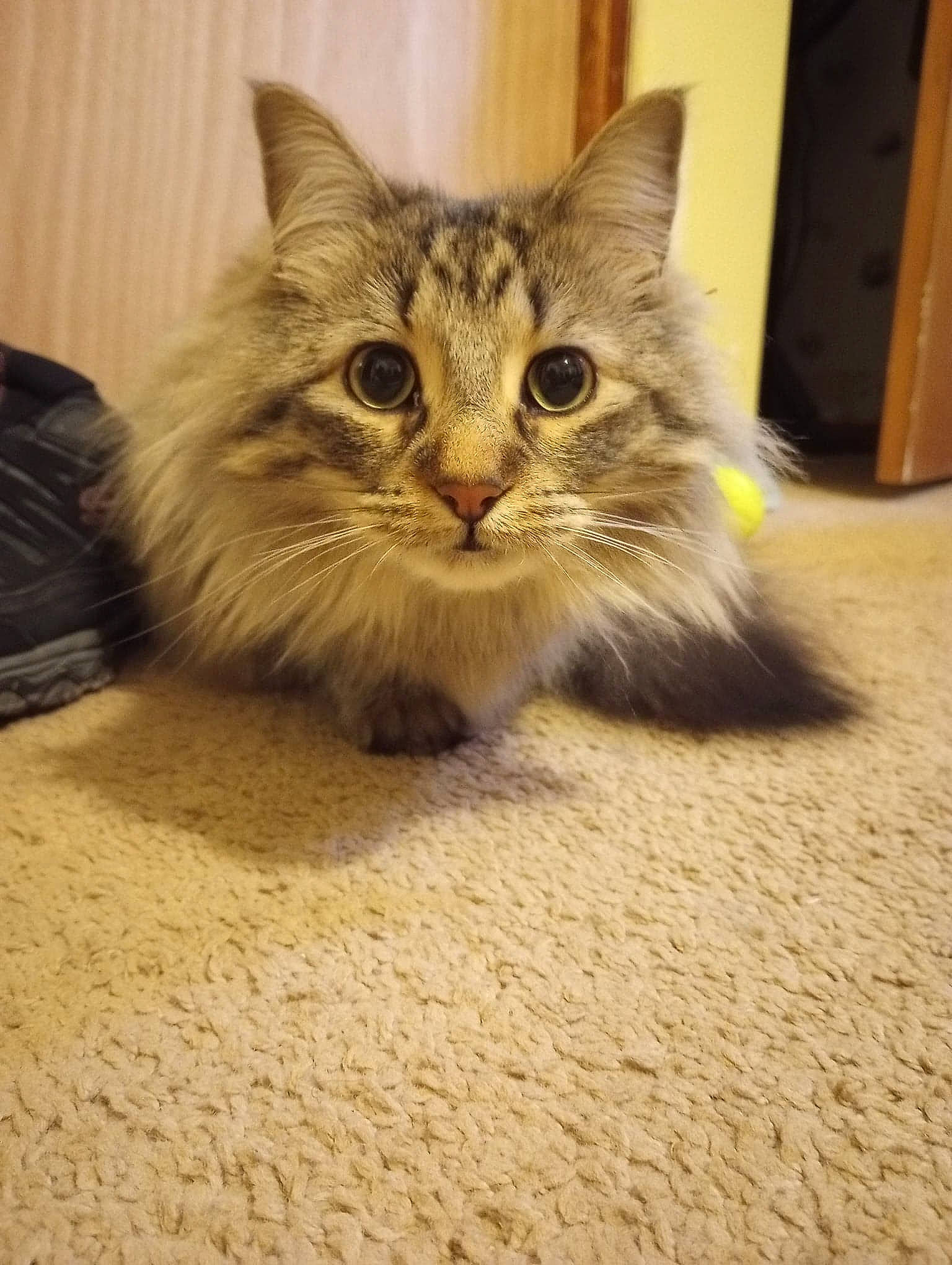 Kira joined the competition — help win amazing prizes! carnivore, cat, claw, domestic_short_haired_cat, fawn, felidae, floor, flooring, fur, hardwood, paw, small_to_medium_sized_cats, snout, tail, terrestrial_animal, whiskers, wood