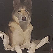 Maya is registered to the contest to win money with this photo: dog, canine, pet, blue_eyes, crate, dog_bed, indoor, fur, paws, resting, animal, mammal, looking_at_camera, ears, snout, quiet, calm, house_pet, companion, portrait