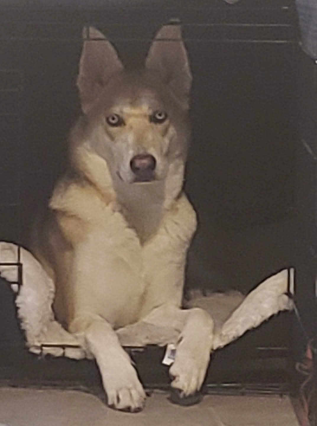 Maya is registered to the contest to win money with this photo: dog, canine, pet, blue_eyes, crate, dog_bed, indoor, fur, paws, resting, animal, mammal, looking_at_camera, ears, snout, quiet, calm, house_pet, companion, portrait