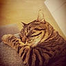 animal, cat, close_up, cozy, cute, face, fur, gray_fabric, indoor, paw, peaceful, pet, relaxed, resting, sleeping, striped, tabby, texture, warm_light, whiskers
