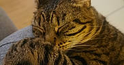 Gaby participe au concours pour gagner de l'argent avec cette photo : animal, cat, close_up, cozy, cute, cute_pet, domestic_animal, feline, fur, household, indoor, mammal, paw, pet, relaxed, resting, sleeping, striped, tabby, whiskers
