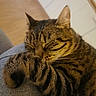 animal, cat, close_up, cozy, cute, cute_pet, domestic_animal, feline, fur, household, indoor, mammal, paw, pet, relaxed, resting, sleeping, striped, tabby, whiskers
