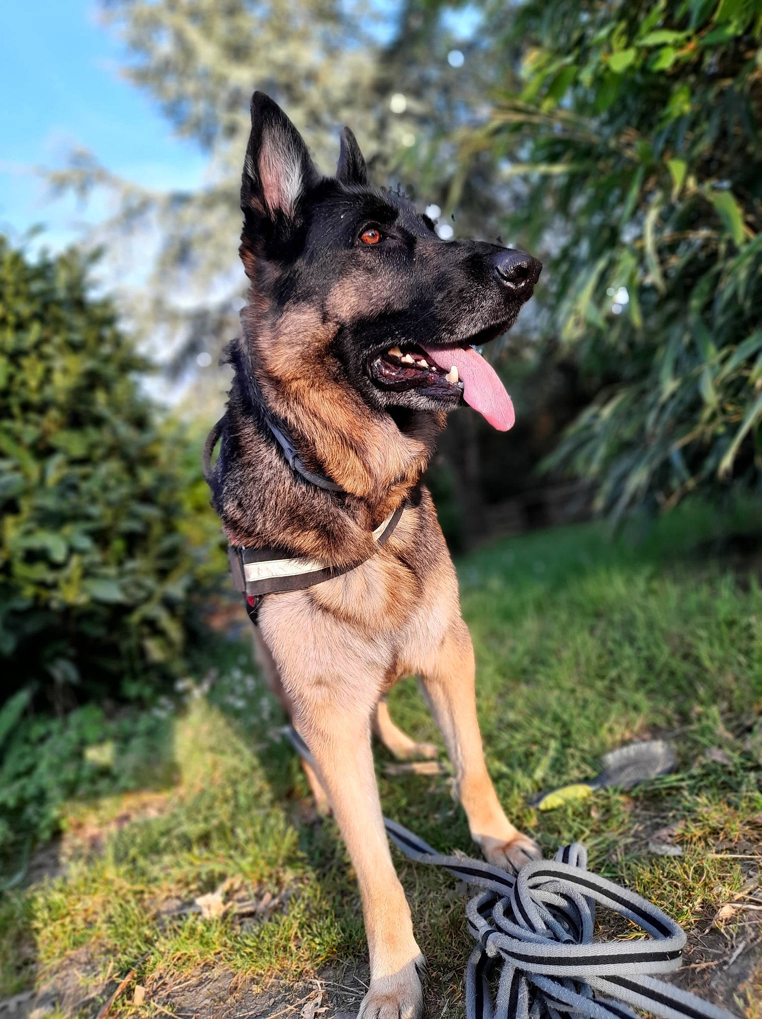 Maïka participe au concours pour gagner de l'argent avec cette photo : carnivore, collar, companion_dog, dog, dog_breed, dog_supply, east_european_shepherd, fawn, fur, german_shepherd_dog, grass, guard_dog, herding_dog, plant, sandal, sky, sporting_group, tree, working_animal, working_dog