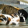 Minette participe au concours pour gagner de l'argent avec cette photo :