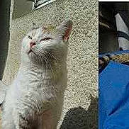 Minette participe au concours pour gagner de l'argent avec cette photo :