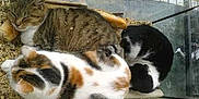 Minette participe au concours pour gagner de l'argent avec cette photo :