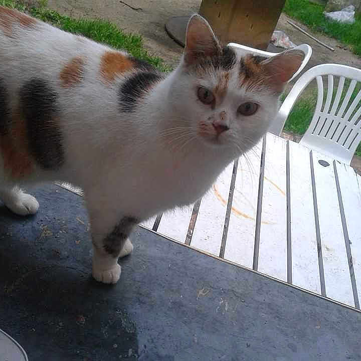 Minette