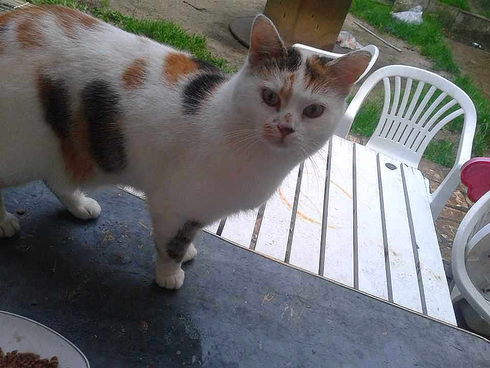 Minette