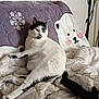 cat, black_and_white, lying_down, blanket, quilt, purple, white, fur, animal, pet, indoor, relaxed, cute, cozy, furniture, tail, whiskers, ears, face, resting