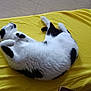 cat, black_and_white, sleeping, relaxed, pet, animal, feline, fur, paw, indoor, blanket, yellow, texture, cute, resting, cozy, lying_down, whiskers, tail, nap