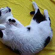 Coeur participe au concours pour gagner de l'argent avec cette photo : cat, black_and_white, lying_down, relaxed, fluffy, pet, indoor, yellow_background, fur, whiskers, animal, cute, sleeping, paws, domestic_cat, mammal, resting, cozy, sleep, soft