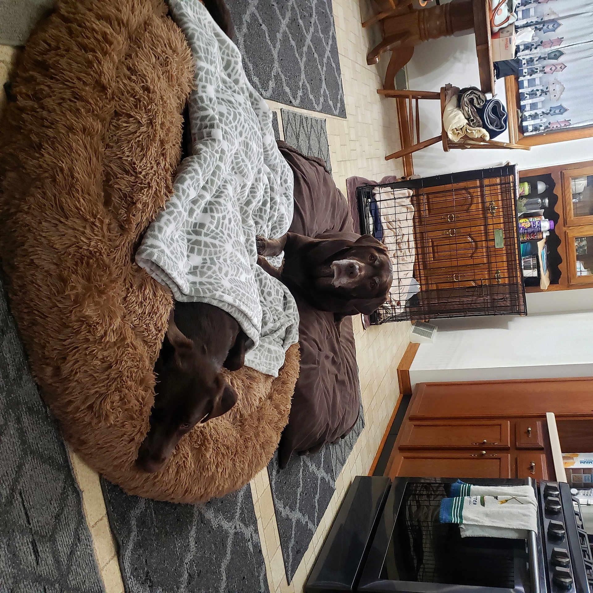 Lucy is registered to the contest to win money with this photo: art, brown, flooring, fur, hardwood, linens, metal, pattern, picture_frame, room, sculpture, shelf, shelving, thread, visual_arts, window, wood, wool, woolen, woven_fabric