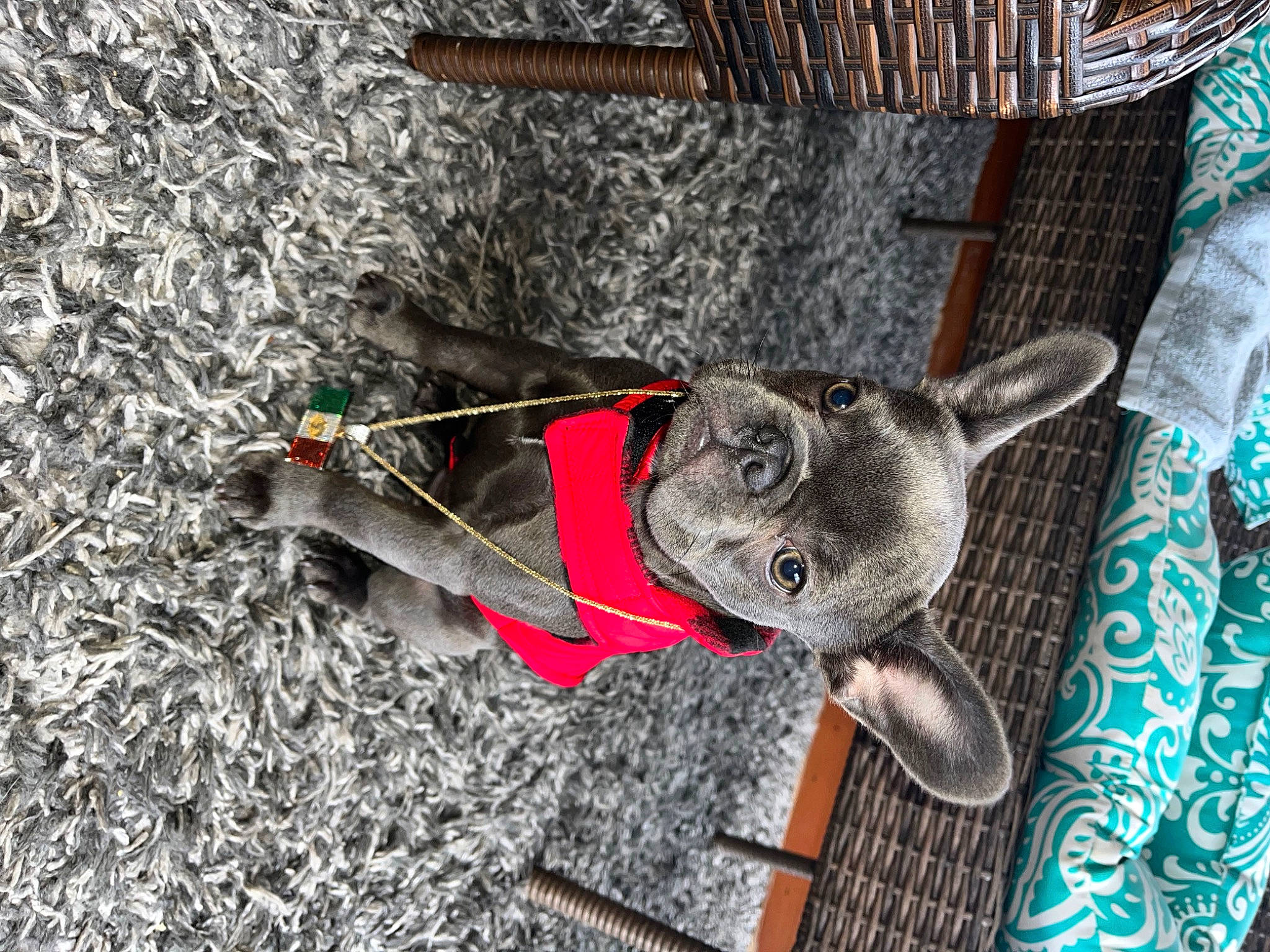 Bluey is registered to the contest to win money with this photo: art, canidae, carnivore, collar, companion_dog, dog, dog_breed, dog_collar, dog_supply, fashion_accessory, fawn, fur, hat, leash, pet_supply, snout, sporting_group, tail, wood, working_animal