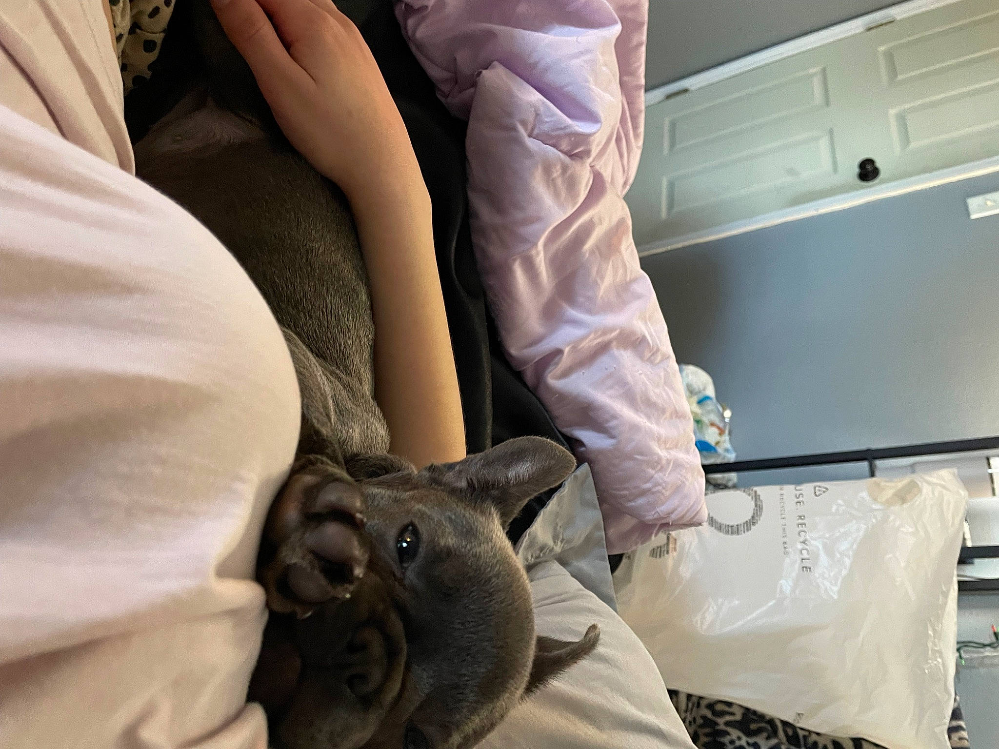 Bluey is registered to the contest to win money with this photo: bed, bed_sheet, bedding, cabinetry, chair, chest_of_drawers, comfort, couch, domestic_short_haired_cat, felidae, fur, grey, home_appliance, human_leg, linens, pillow, room, small_to_medium_sized_cats, whiskers, wood