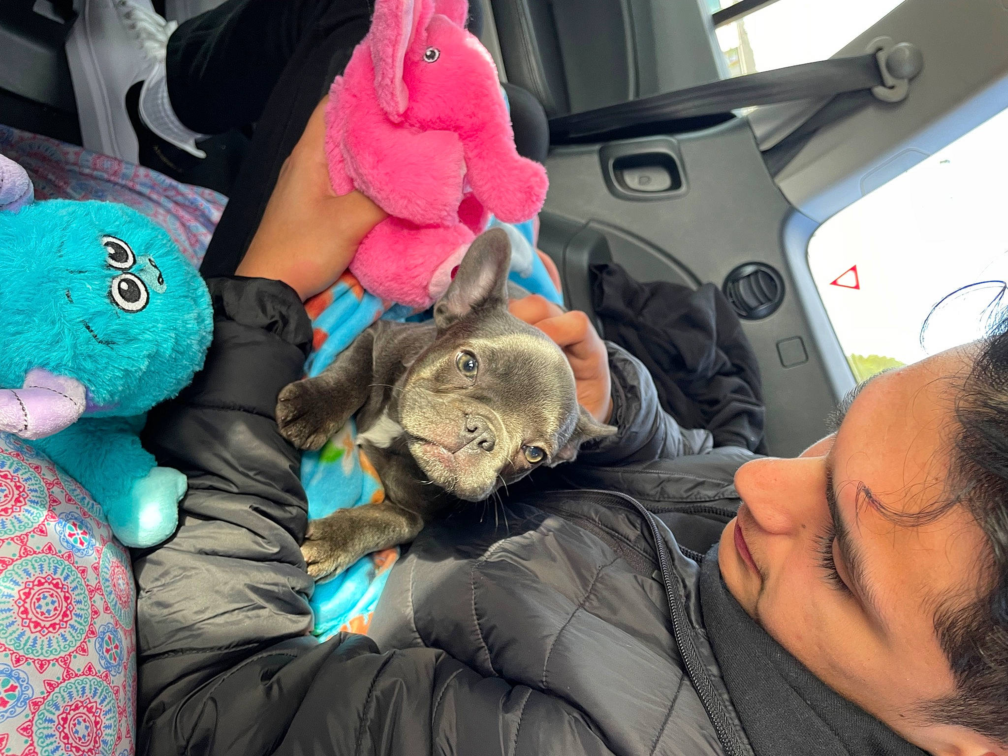 Bluey is registered to the contest to win money with this photo: auto_part, automotive_design, automotive_exterior, car, car_seat, comfort, cool, family_car, fun, fur, head_restraint, linens, motor_vehicle, passenger, plush, steering_wheel, stuffed_toy, teddy_bear, toy, vehicle_door