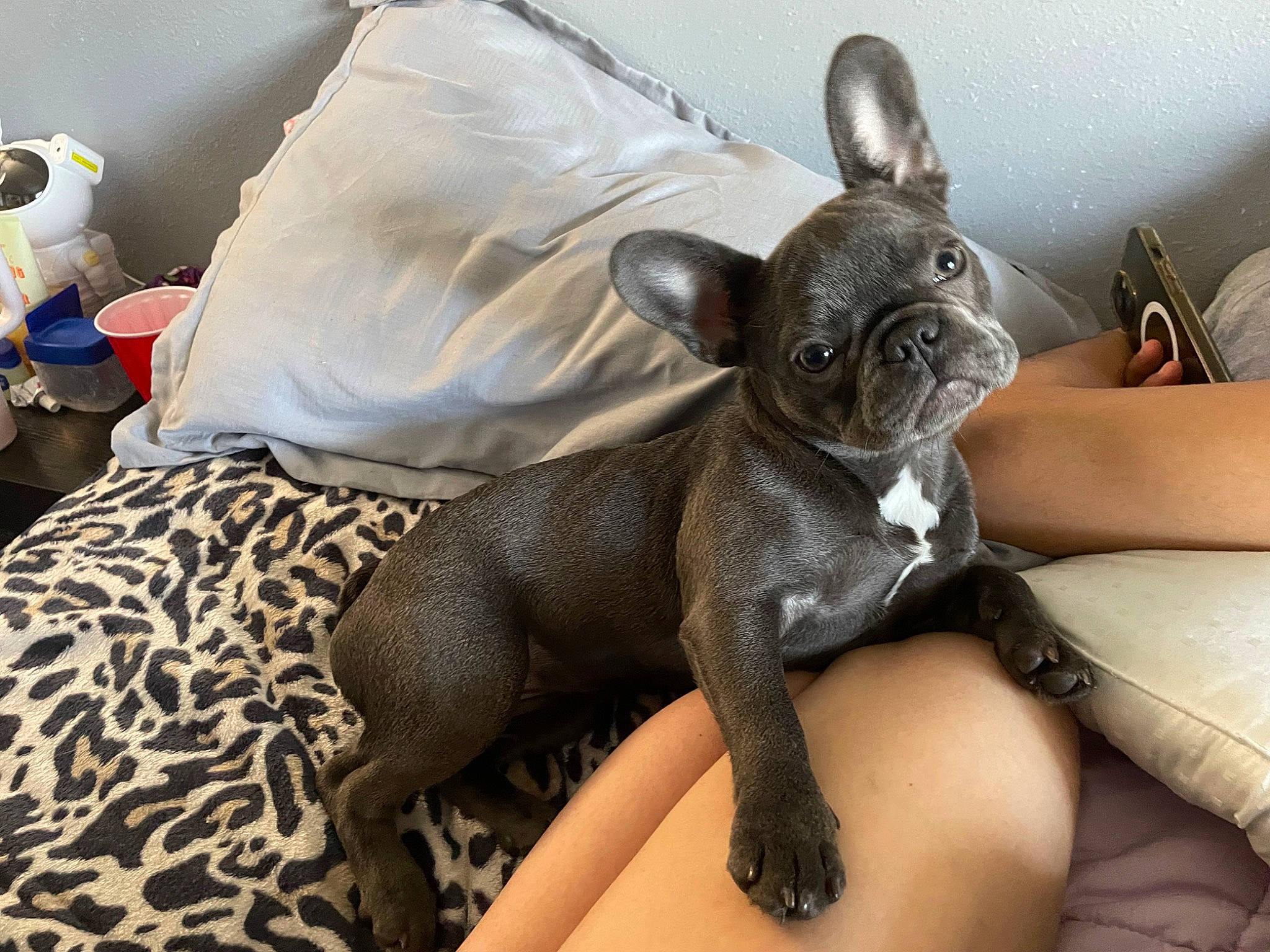 Bluey joined the competition — help win amazing prizes! canidae, carnivore, comfort, companion_dog, dog, dog_breed, ear, fawn, fur, human_leg, linens, liver, sitting, snout, sporting_group, terrestrial_animal, thigh, toy_dog, whiskers, working_animal