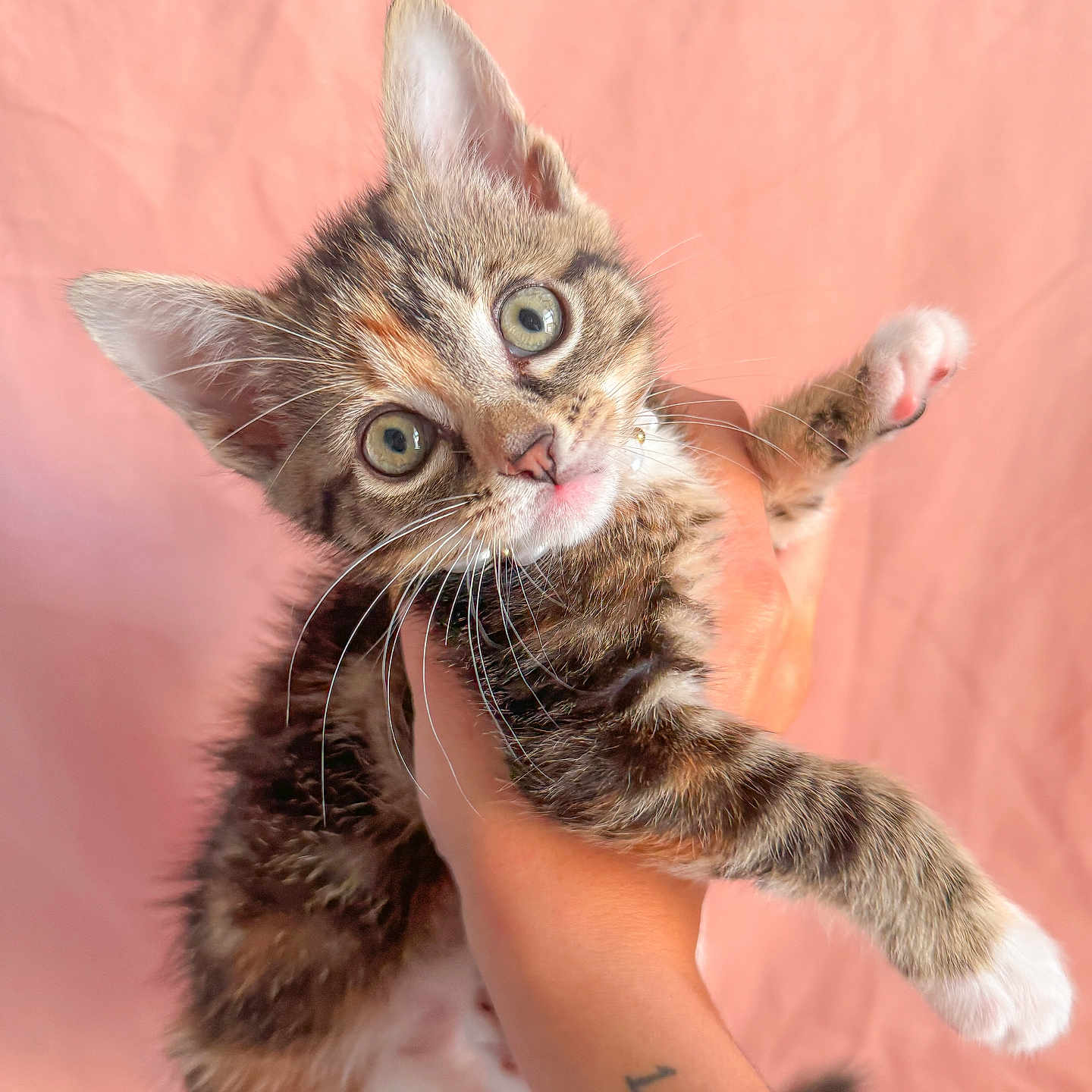 Coraline joined the competition — help win amazing prizes! abyssinian, accessories, animal, bodypart, bracelet, cat, finger, hand, jewelry, kitten, manx, person, pet, skin, tattoo, wrist