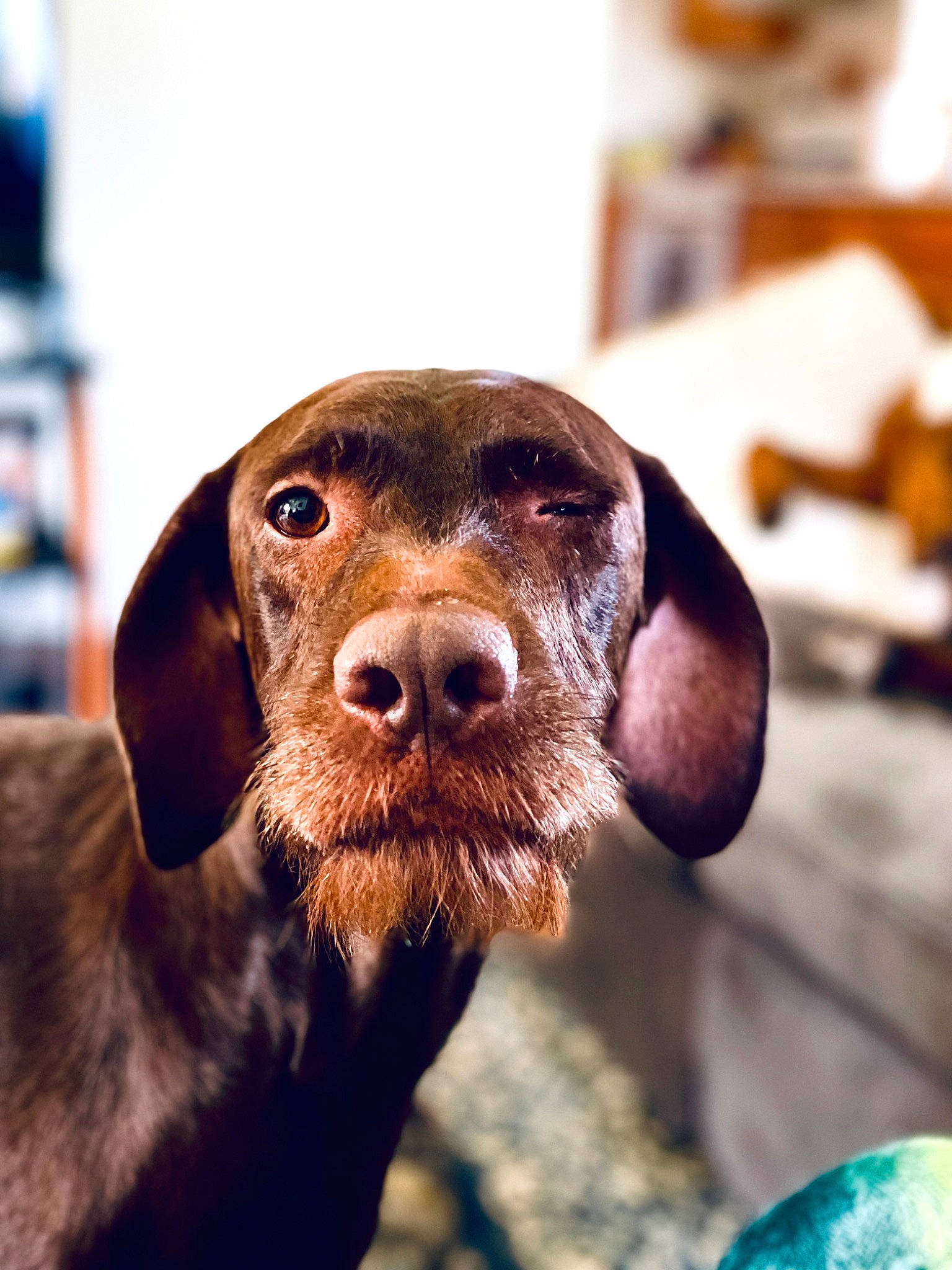 Cocoa joined the competition — help win amazing prizes! canidae, carnivore, companion_dog, dog, dog_breed, ear, fur, gun_dog, hunting_dog, liver, pet_supply, plant, plott_hound, snout, sporting_group, whiskers, working_animal