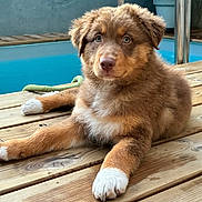 Alma participe au concours pour gagner de l'argent avec cette photo : puppy, dog, brown, white_paws, wooden_deck, pool, outdoor, pet, animal, cute, fur, laying_down, young, curious, eyes, nature, summer, relaxing, canine, companion