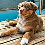 Alma a rejoint le concours — aidez-le/la à gagner de superbes lots ! puppy, dog, wooden_deck, pool, outdoor, pet, fur, brown, white_paws, green_plant, metal_ladder, relaxed, cute, young_dog, portrait, animal, summer, sunlight, garden, nature