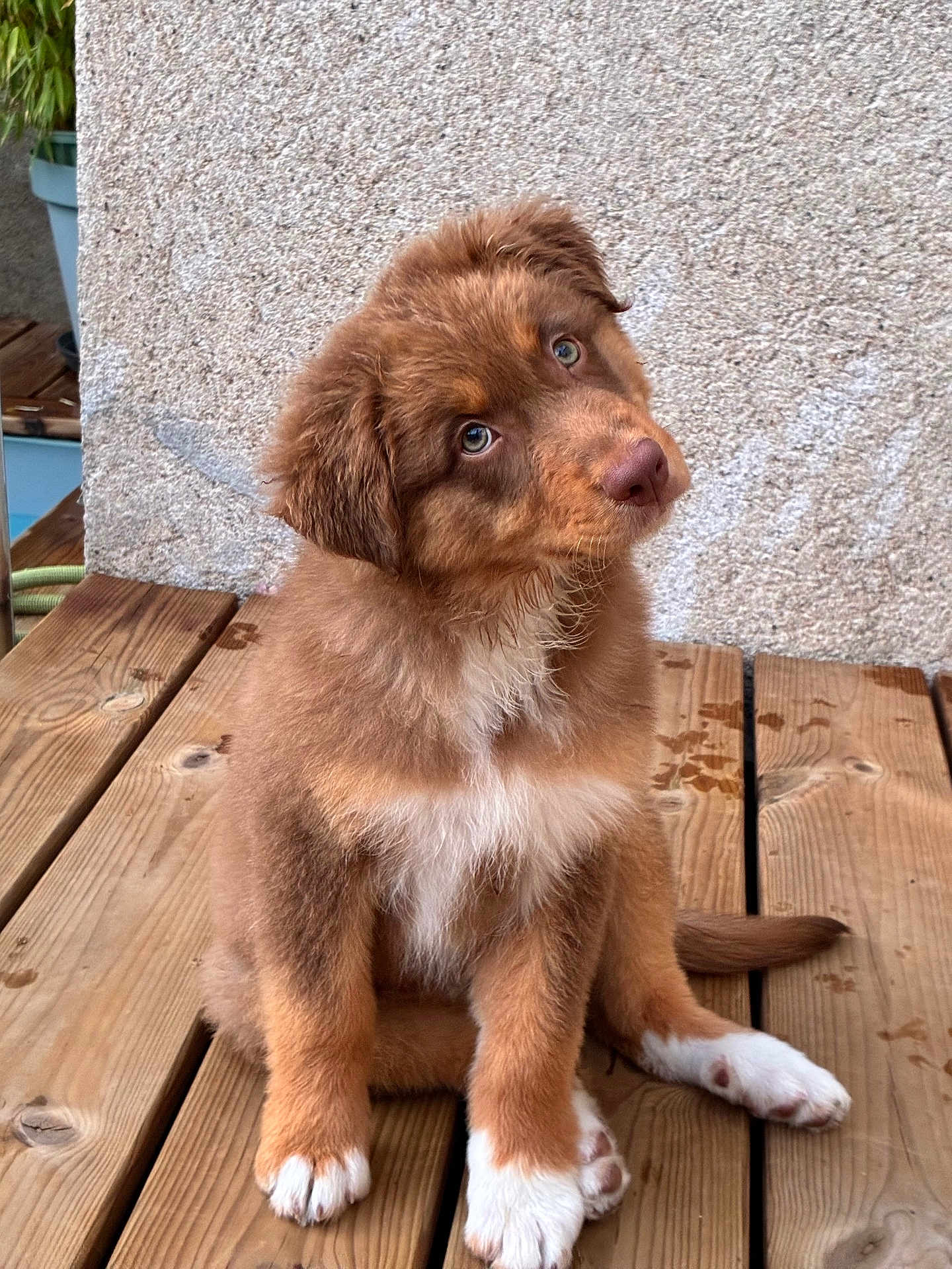 Alma participe au concours pour gagner de l'argent avec cette photo : puppy, dog, brown_fur, white_paws, wooden_deck, sitting, curious, head_tilt, pet, animal, cute, fluffy, outdoor, young_dog, portrait, furry, playful, companion, adorable, domestic_animal