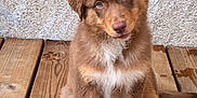 Alma a rejoint le concours — aidez-le/la à gagner de superbes lots ! puppy, dog, brown_fur, white_paws, wooden_deck, pet, cute, animal, sitting, head_tilt, outdoor, young_dog, fur, canine, portrait, floor, texture, wall, looking, domestic_animal