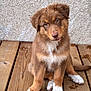 puppy, dog, brown_fur, white_paws, wooden_deck, pet, cute, animal, sitting, head_tilt, outdoor, young_dog, fur, canine, portrait, floor, texture, wall, looking, domestic_animal