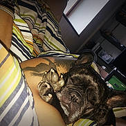 Jodye a rejoint le concours — aidez-le/la à gagner de superbes lots ! arm, carnivoran, cat, cat_like_mammal, fun, girl, mammal, organ, pattern, small_to_medium_sized_cats, tattoo, vertebrate