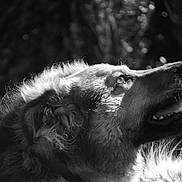 Kiwi a rejoint le concours — aidez-le/la à gagner de superbes lots ! dog, black_and_white, portrait, animal, canine, fur, outdoor, nature, close_up, looking_up, soft_light, texture, muzzle, ears, side_view, hopeful, background_blur, profile, pet, majestic