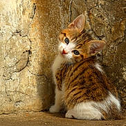 Chipie participe au concours pour gagner de l'argent avec cette photo : kitten, cat, feline, young_animal, brown, white, striped, sitting, curious, cute, animal, pet, fur, whiskers, ears, looking, head_tilt, stone_wall, outdoor, texture