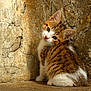 kitten, cat, feline, young_animal, brown, white, striped, sitting, curious, cute, animal, pet, fur, whiskers, ears, looking, head_tilt, stone_wall, outdoor, texture