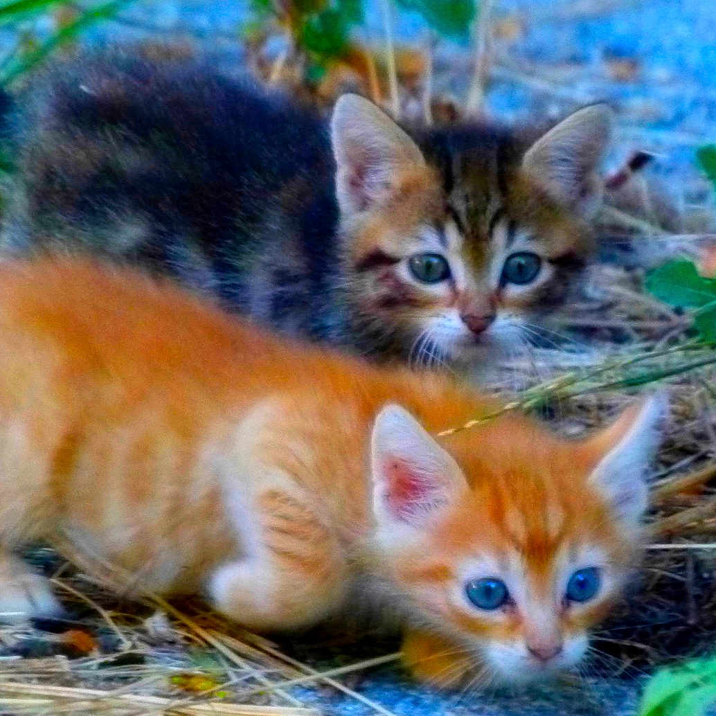 équipe De Choc a rejoint le concours — aidez-le/la à gagner de superbes lots ! animal, cat, curious, cute, exploring, eyes, fur, grass, ground, kitten, mammal, nature, orange_cat, outdoor, pets, playful, small, tabby, wildlife, young
