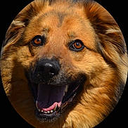 Titouf participe au concours pour gagner de l'argent avec cette photo : dog, close_up, face, brown_eyes, tongue_out, happy, smiling, fur, pet, canine, animal, portrait, outdoor, friendly, cute, muzzle, ears, black_nose, teeth, fluffy