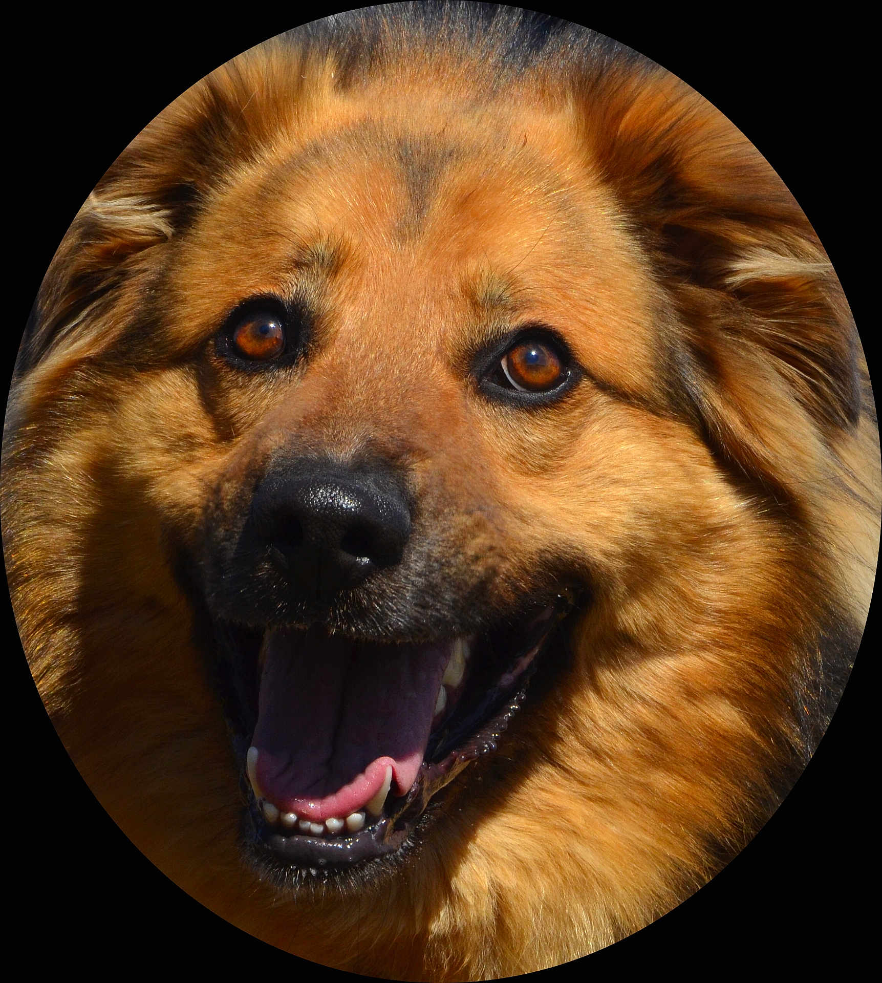Titouf participe au concours pour gagner de l'argent avec cette photo : dog, close_up, face, brown_eyes, tongue_out, happy, smiling, fur, pet, canine, animal, portrait, outdoor, friendly, cute, muzzle, ears, black_nose, teeth, fluffy