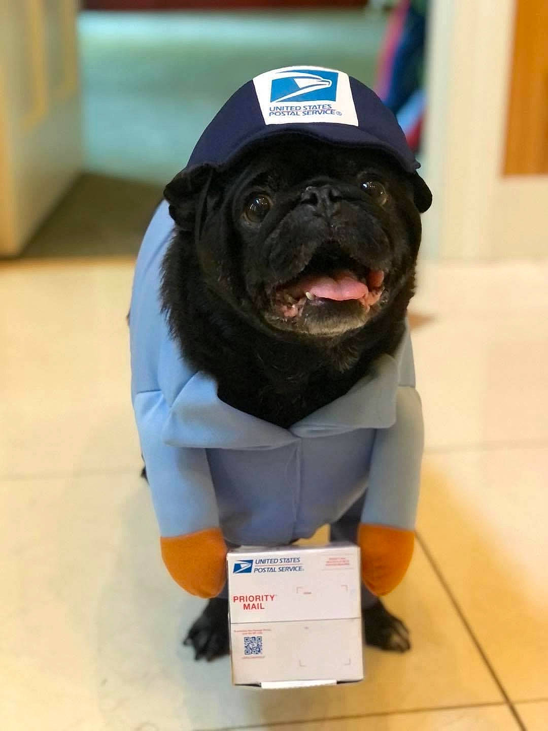 Harley is registered to the contest to win money with this photo: canidae, carnivore, companion_dog, dog, dog_breed, dog_clothes, electric_blue, fawn, flooring, fur, non_sporting_group, personal_protective_equipment, pet_supply, pug, sculpture, snout, sporting_group, terrestrial_animal, toy, toy_dog