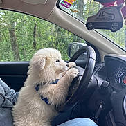Venom a rejoint le concours — aidez-le/la à gagner de superbes lots ! alloywheel, animal, baby, canine, car, carwheel, cushion, dog, driving, eskimodog, homedecor, machine, person, pet, puppy, spoke, tire, transportation, vehicle, wheel