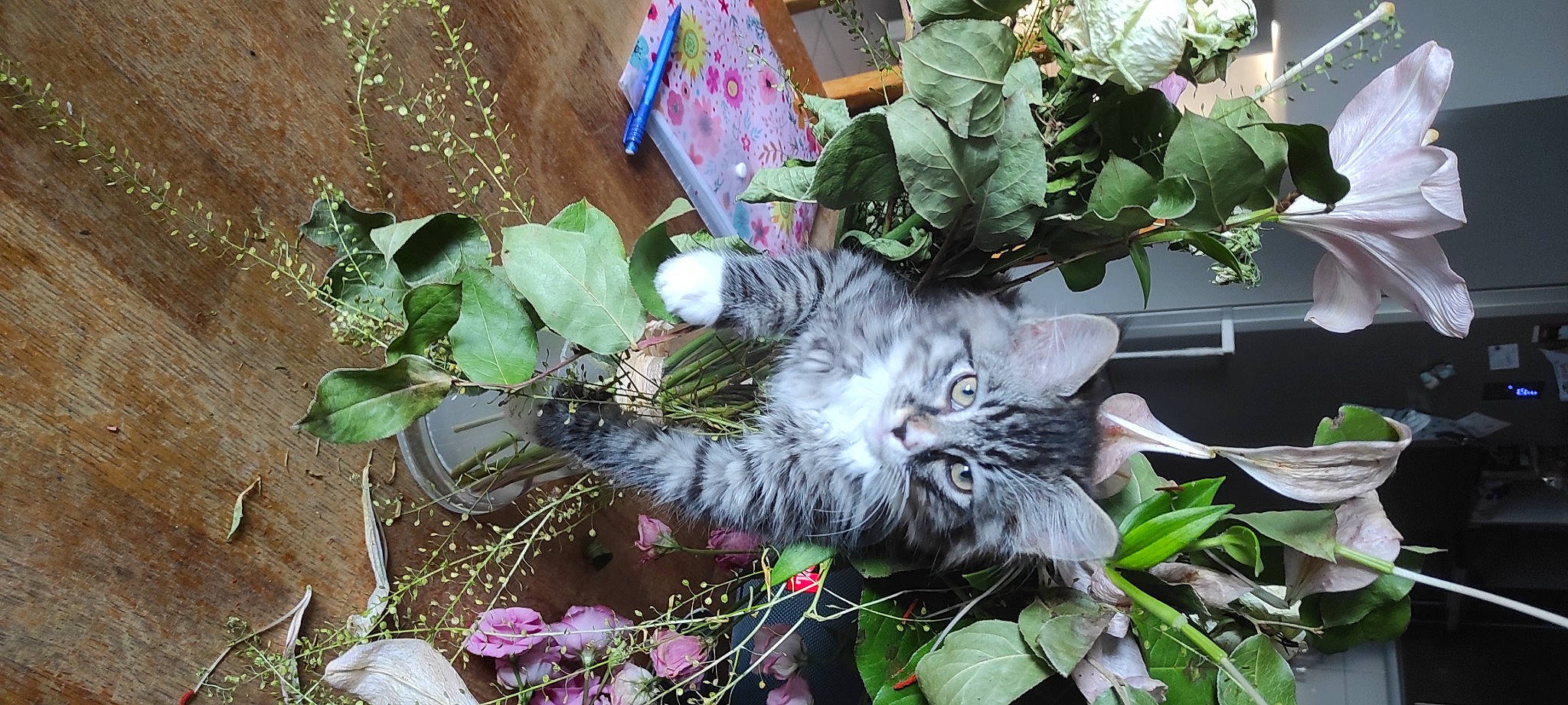 Titi participe au concours pour gagner de l'argent avec cette photo : annual_plant, botany, carnivore, cat, domestic_short_haired_cat, felidae, flower, flowerpot, fur, garden, grass, green, groundcover, houseplant, plant, small_to_medium_sized_cats, snout, tail, vertebrate, whiskers
