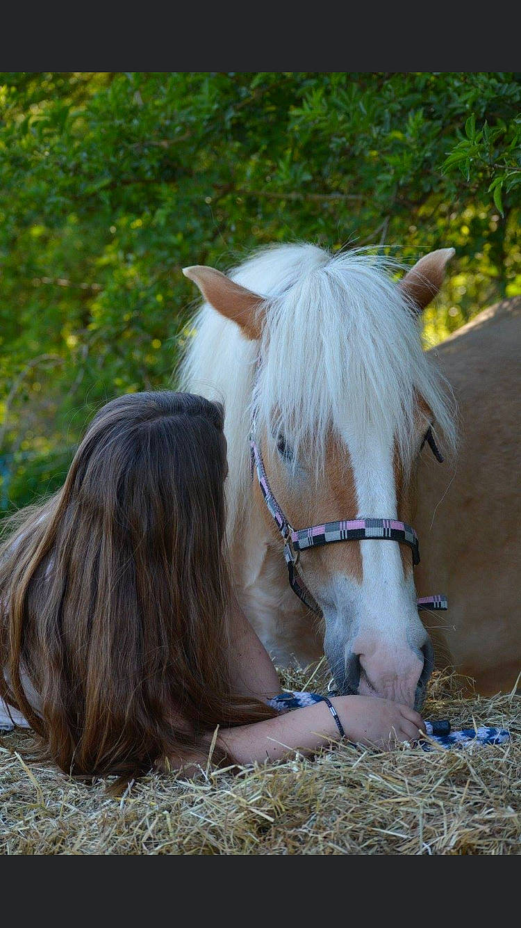 Déesse participe au concours pour gagner de l'argent avec cette photo : bridle, fawn, hair, horse, horse_supplies, horse_tack, livestock, mammal, mane, mare, mustang_horse, pony, shetland_pony, snout, stallion, vertebrate
