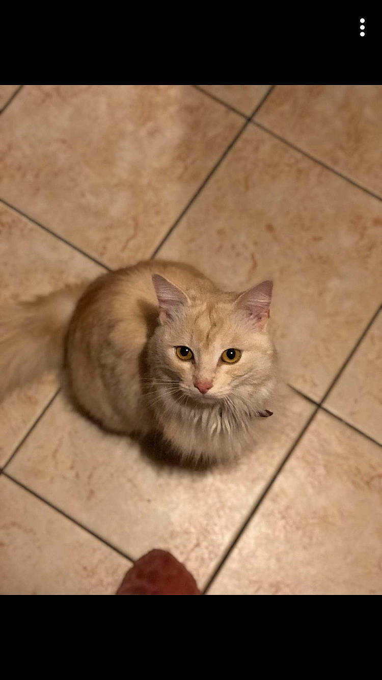 Perle participe au concours pour gagner de l'argent avec cette photo : asian, asian_semi_longhair, british_semi_longhair, carnivore, cat, cymric, domestic_long_haired_cat, domestic_short_haired_cat, european_shorthair, eye, felidae, kitten, mammal, persian, photo_caption, small_to_medium_sized_cats, snout, tabby_cat, vertebrate, whiskers