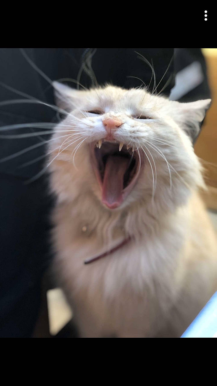 Perle a rejoint le concours — aidez-le/la à gagner de superbes lots ! carnivore, cat, close_up, eye, facial_expression, fang, felidae, mammal, mouth, nose, organ, photo_caption, ragdoll, small_to_medium_sized_cats, smile, snout, tooth, turkish_van, whiskers, yawn