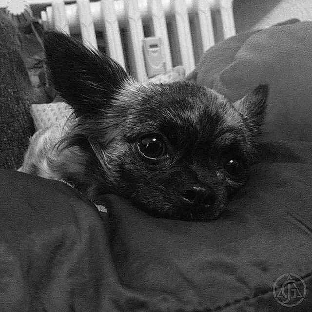Louna Belle