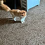 Rosie Mae is registered to the contest to win money with this photo: cat, orange_cat, white_cat, fluffy, carpet, indoor, furniture, tail, pet, curious, animal, mammal, domestic, floor, room, home, whiskers, ears, standing, side_view
