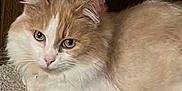 Rosie Mae is registered to the contest to win money with this photo: cat, fluffy, cream_color, white_color, carpet, indoor, resting, wooden_wall, shoes, pet, animal, fur, cute, domestic, close_up, floor, quiet, relaxed, eyes, whiskers