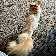 Rosie Mae joined the competition — help win amazing prizes! cat, fluffy_tail, cream_color, carpet, indoor, walking, furniture, cozy, pet, animal, tail, back_view, soft_fur, home, domestic_cat, floor, relaxed, quiet, curious, feline